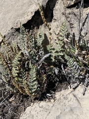 Myriopteris windhamii