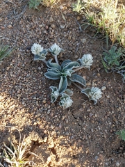 Gomphrena caespitosa