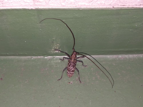 Monochamus alternatus