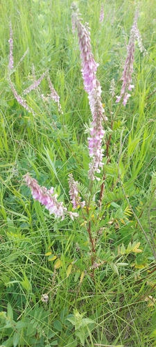 Alpine Sweet-vetch