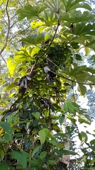 Aristolochia acuminata