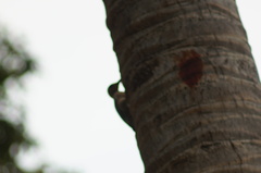 Melanerpes chrysogenys