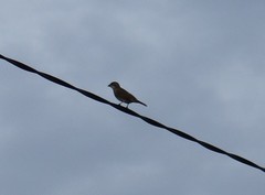 Diuca diuca chiloensis