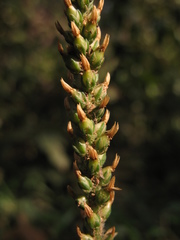 Plantago australis