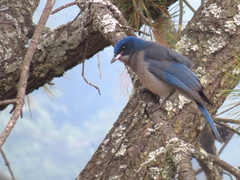 Aphelocoma ultramarina