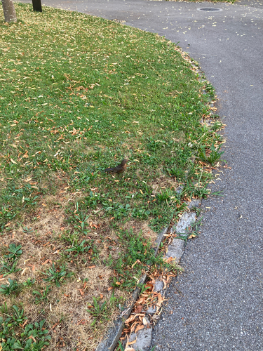 Amsel