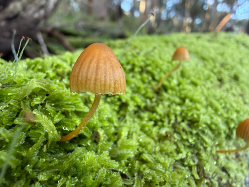 Moss Bell