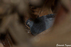 Columba livia domestica