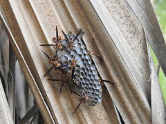 Polistes arizonensis