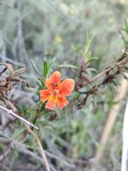 Closterocoris amoenus