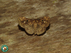 Ocalaria quadriocellata