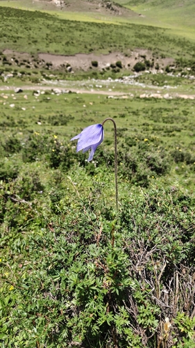 Harebell Poppy