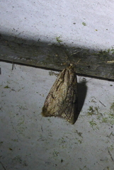 Semioscopis aurorella