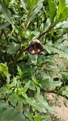 Anisodus tanguticus