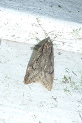 Semioscopis aurorella