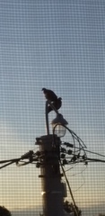 Columbidae