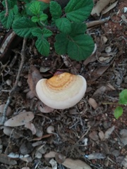 Ganoderma lucidum