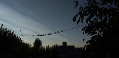 Columbidae