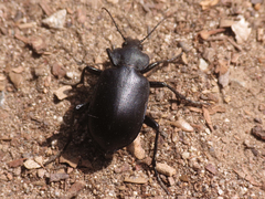 Calosoma simplex