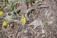 Rorippa sinuata
