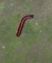 Helicorthomorpha holstii