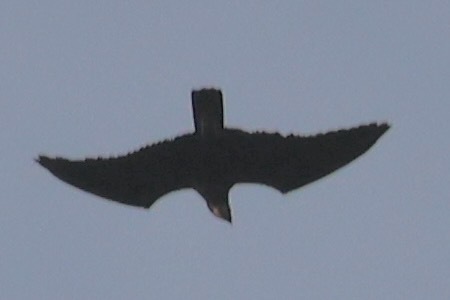 iNaturalist image