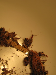 Diagrypnodes wakefieldi