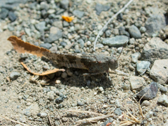 Trimerotropis ochraceipennis