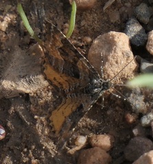 Epirrhoe plebeculata