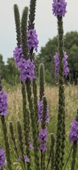 Verbena stricta