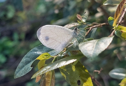 African Wood White