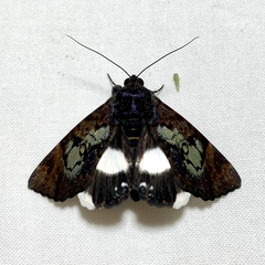 Catephia linteola