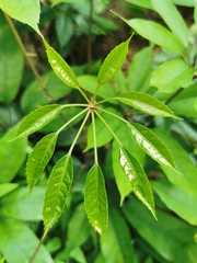 Heptapleurum heptaphyllum