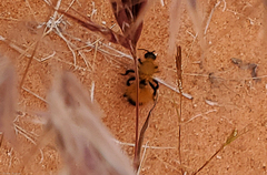 Dasymutilla arenivaga