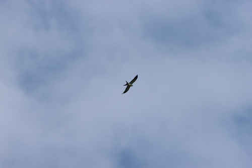 Swallow-tailed Kite