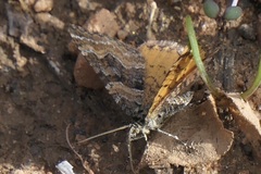 Epirrhoe plebeculata