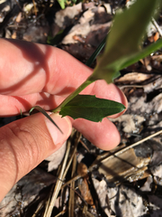 Cardamine bulbosa