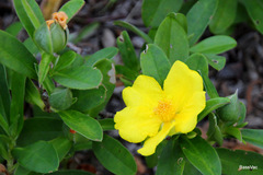 Hibbertia scandens