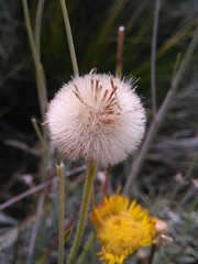 Hysterionica jasionoides