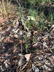 Cardamine bulbosa