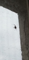 Araneae