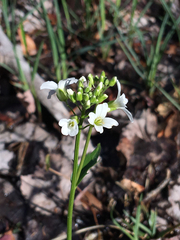 Cardamine bulbosa