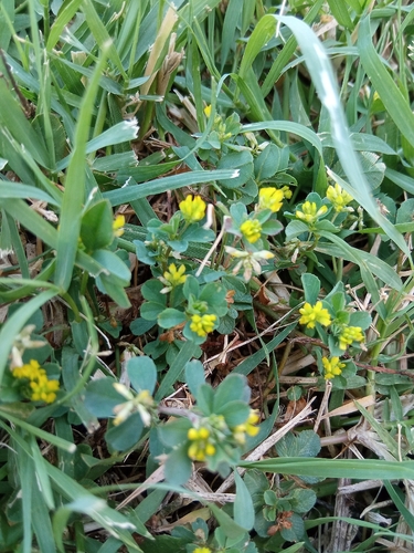 Lesser hop trefoil