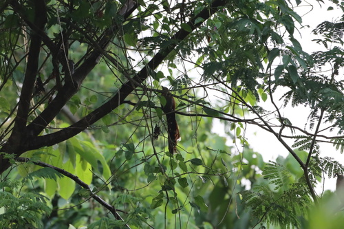 Common Squirrel-Cuckoo