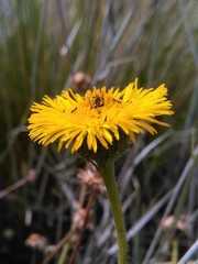 Hysterionica jasionoides