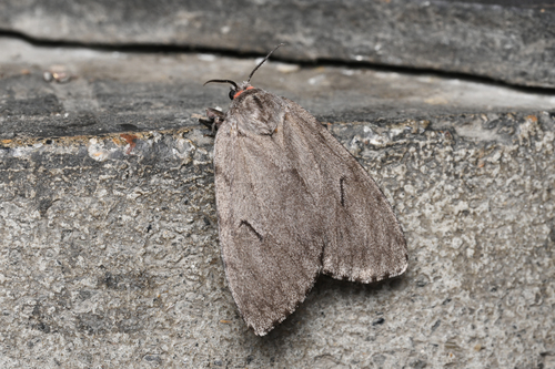 Lymantria dissoluta
