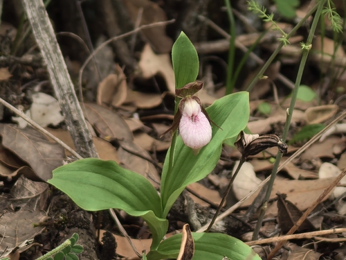 Cypripedium plectrochilum