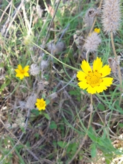 Coreopsis nuecensis