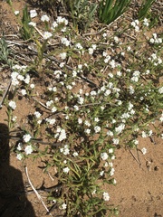 Cryptantha leiocarpa