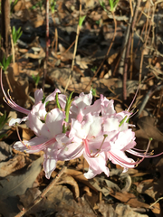 Rhododendron canescens